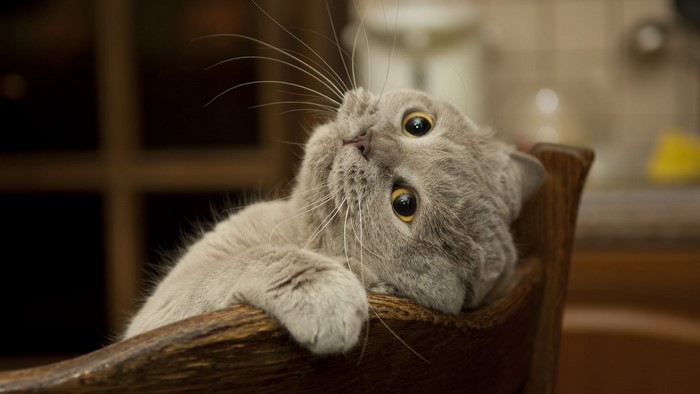 Gray cat lying on a wooden chair