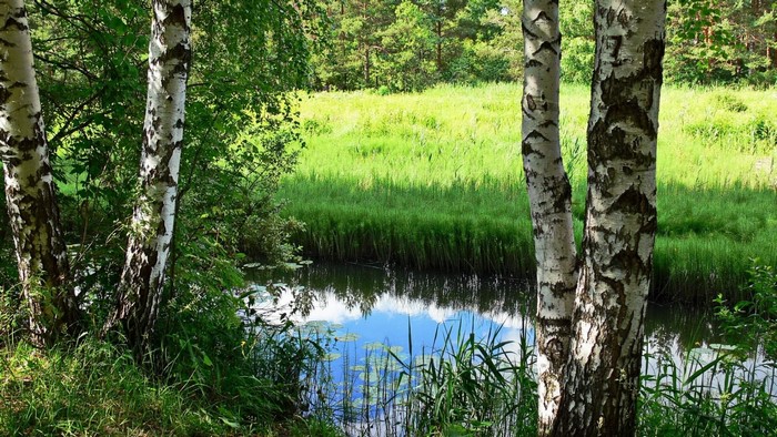 Birch trees by a stream in a sunny forest