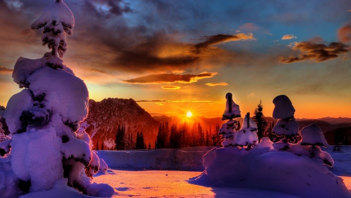 Snow-covered trees at sunset
