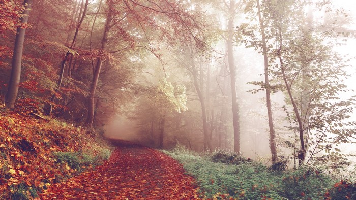 Autumn forest path with fog