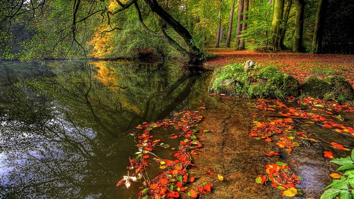 Autumn forest with a reflective pond