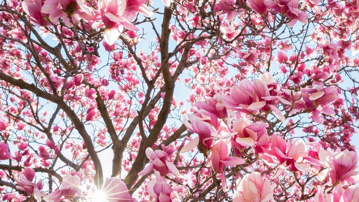 Magnolia tree in bloom