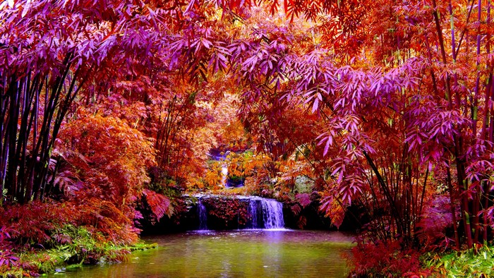 4K Waterfall in a Red Forest