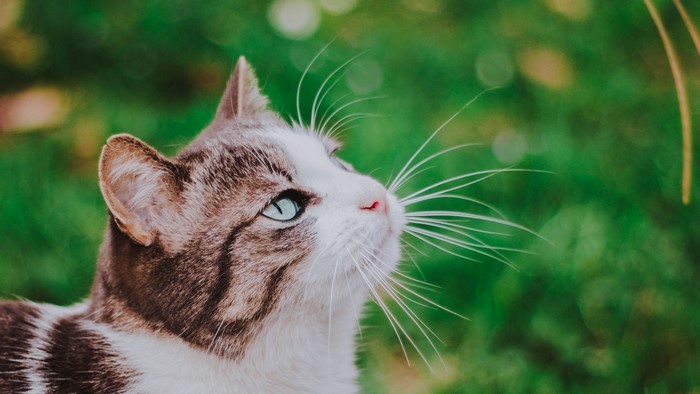 Close-up of a tabby cat's face