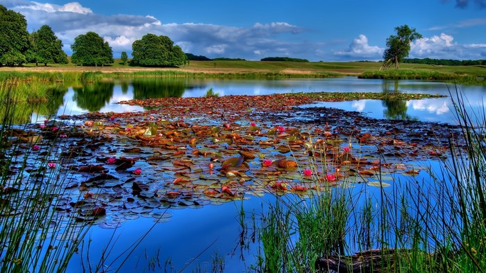 Pond with water lilies and trees