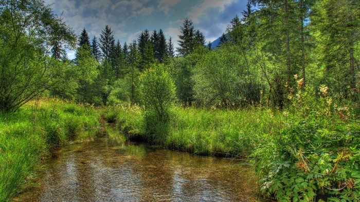 A stream flows through a green forest with trees and clouds.