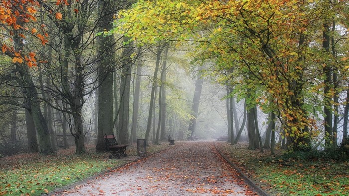 Autumn park path with benches and trees