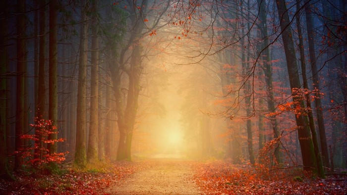 Path through a misty autumn forest with fallen leaves