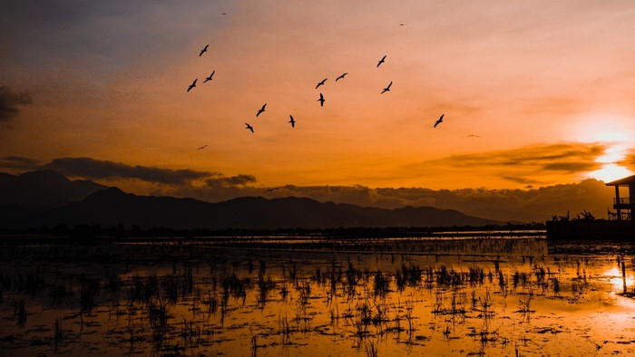 Birds flying over a lake at sunset