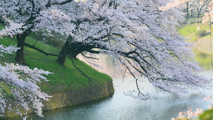 Cherry blossoms blooming by a river