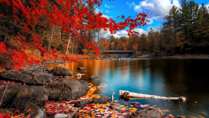 Autumn river with red leaves and bridge