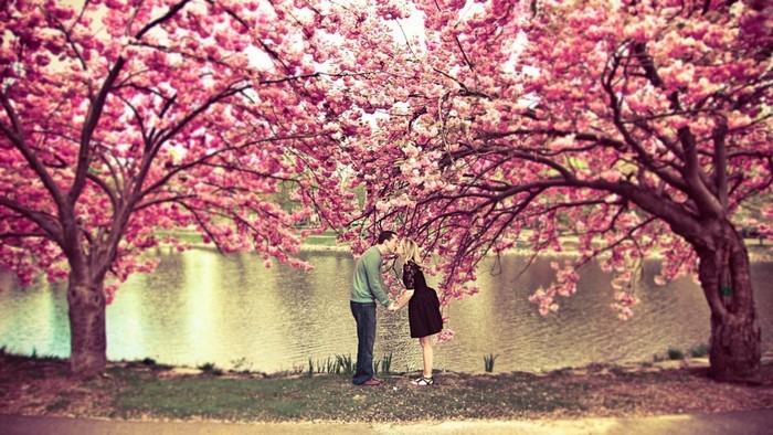 Couple kissing under sakura trees by lake