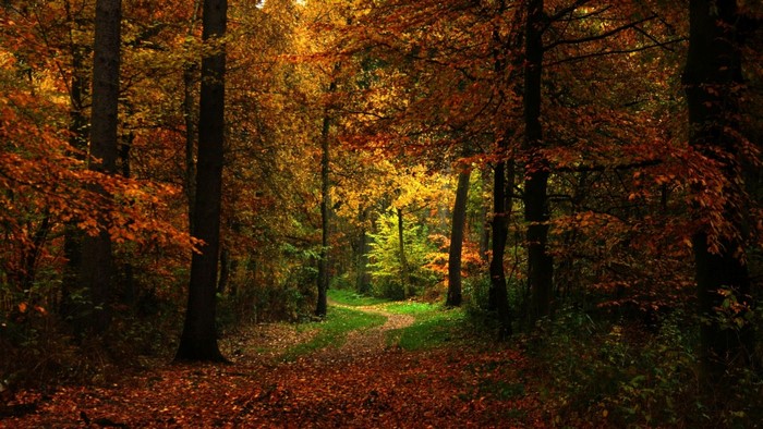 Autumn forest path with fallen leaves