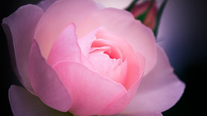 Close-up of a pink rose