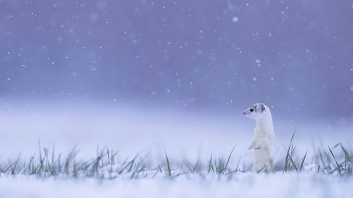 Weasel in a snowy field in France