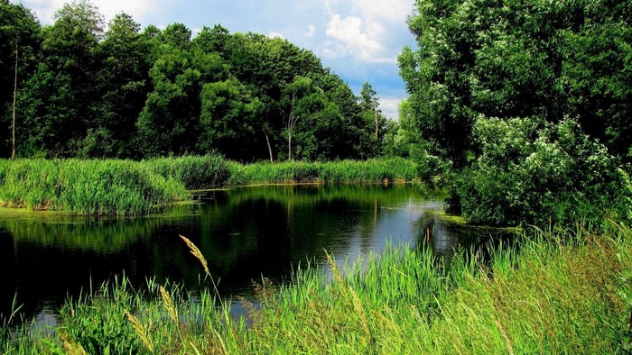 Green forest and river with reeds