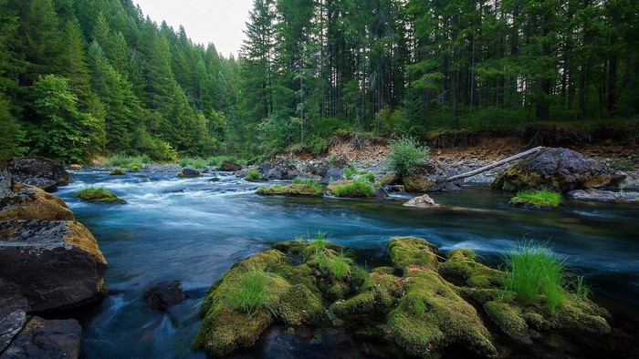 River flowing through a dense forest