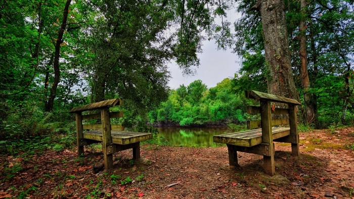 Two wooden benches overlooking a tranquil pond in a forest