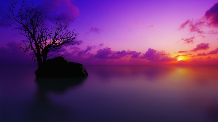 Indigo sunset over calm water with a bare tree on a rock
