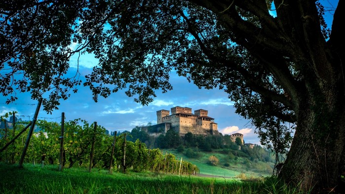Castle on a hill with vineyard and tree