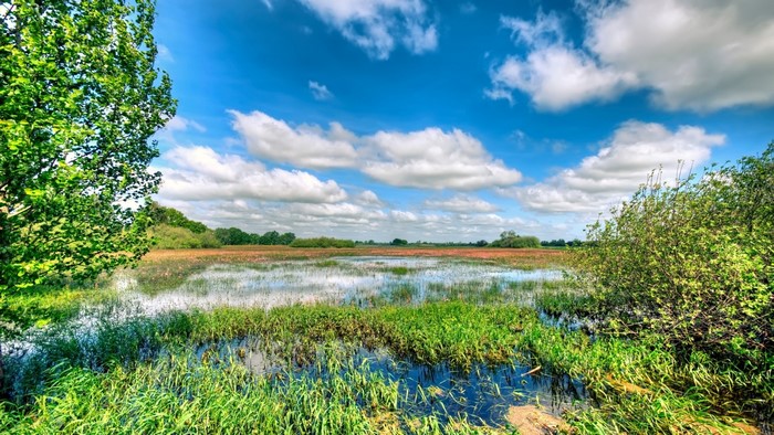 Overgrown river with blue sky and clouds