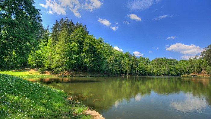 Lake on the shore of the forest