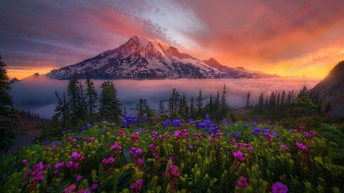 Mountains at sunset with wildflowers