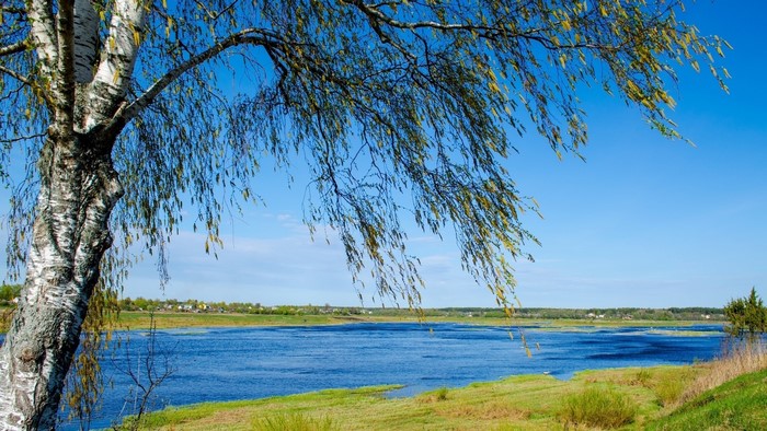 Birch tree by a wide river under a blue sky