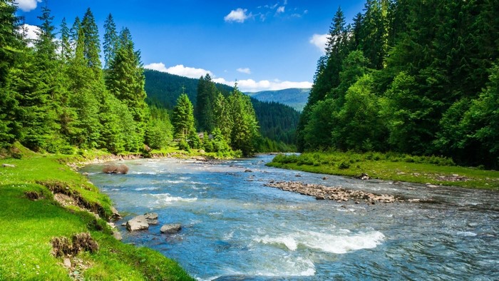 Swift river flowing through a green forest