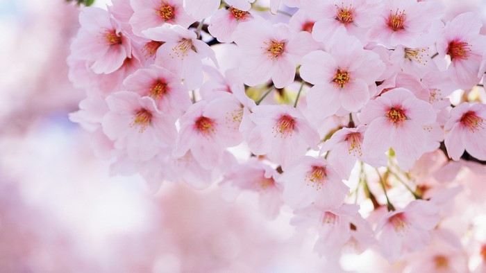 Close-up of pink cherry blossoms
