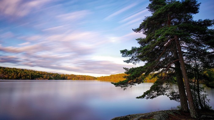 Sweden landscape with lake and pine tree