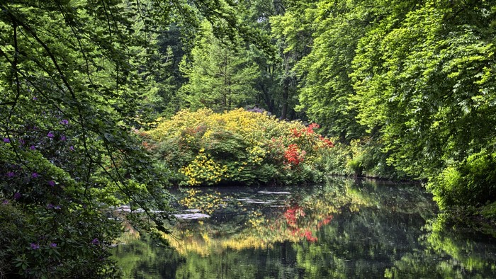 Park with colorful bushes and a reflective pond
