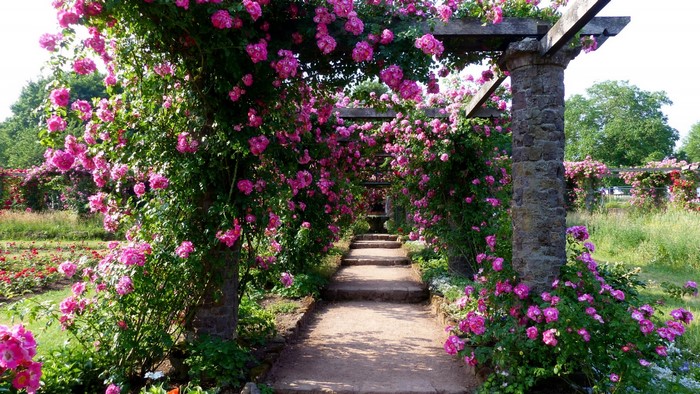 Rose garden pergola with stone pillars and path