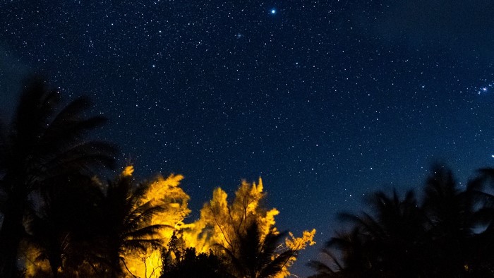 Starry night sky over palm trees