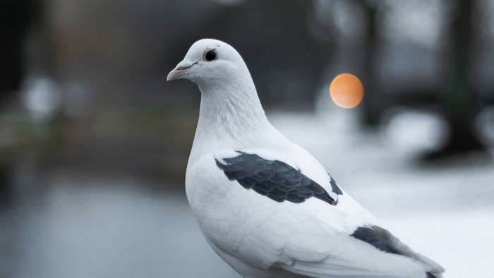 White dove with dark markings