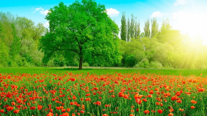 Field of red poppies with a large green tree and sun