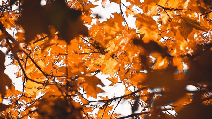 Close-up of bright orange autumn leaves on branches