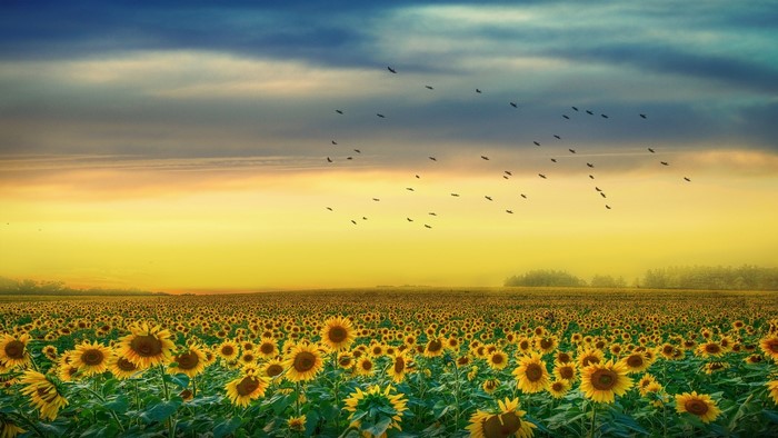 Field of Sunflowers at Sunrise with Birds
