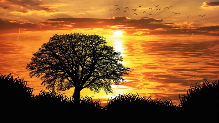 Silhouette of a tree against a sunset over the ocean