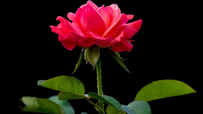 Red rose with green leaves on black background