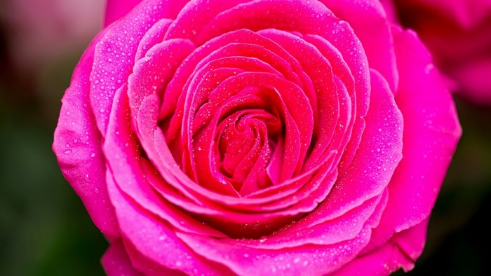 Close-up of a pink rose with water droplets