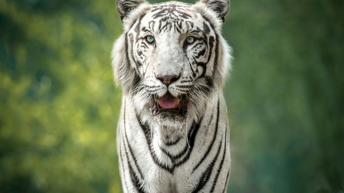 White Tiger with Blue Eyes
