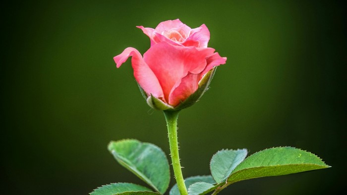 Pink rose bud with green leaves