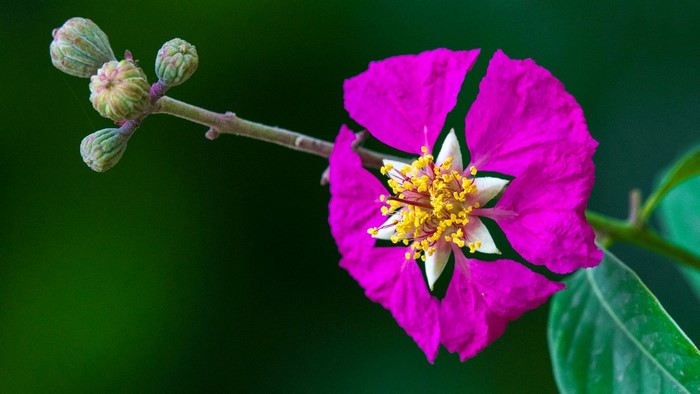 Pink Lagerstroemia flower with buds