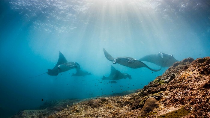 Manta Rays swimming near coral reef