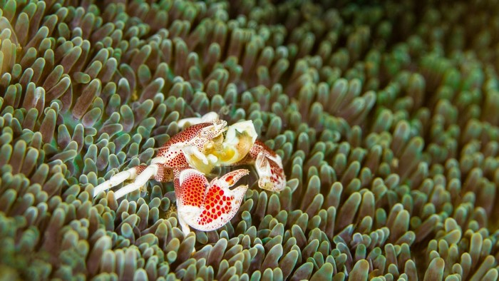 Porcelain Crab on Sea Anemone