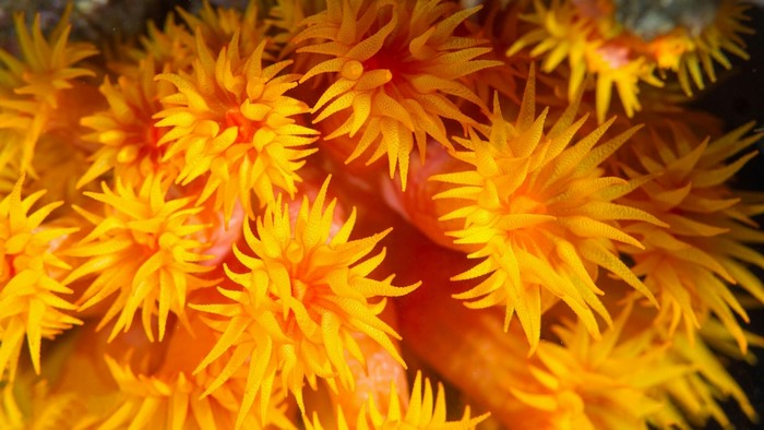 Close-up of orange coral polyps