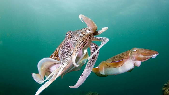 Two cuttlefish swimming in the ocean