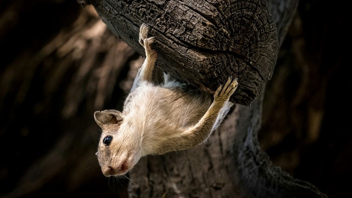 Squirrel hanging upside down on a tree branch