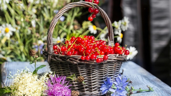 Basket of red currants with wildflowers